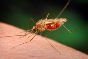 Малярія у Дрогобичі