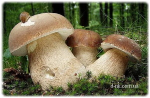 збір грибів у Фінляндії