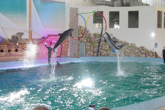 дельфіни в Трускавці