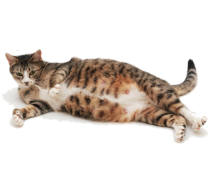 корм для кошек