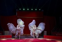 Ангели Цирку
