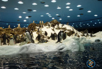 Пінгвінарій у Трускавці
