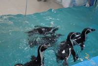 Пінгвінарій у Трускавці