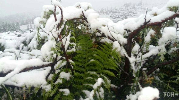 сніг в Карпатах