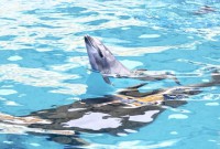народження дельфінчика