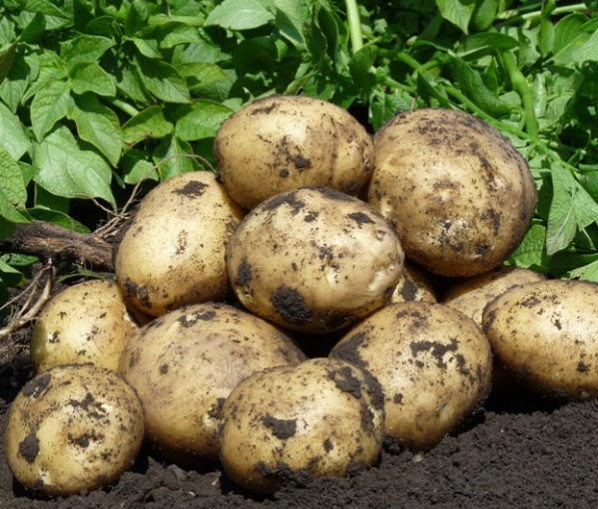 хранения картофеля