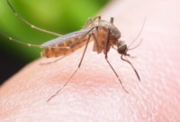 малярія