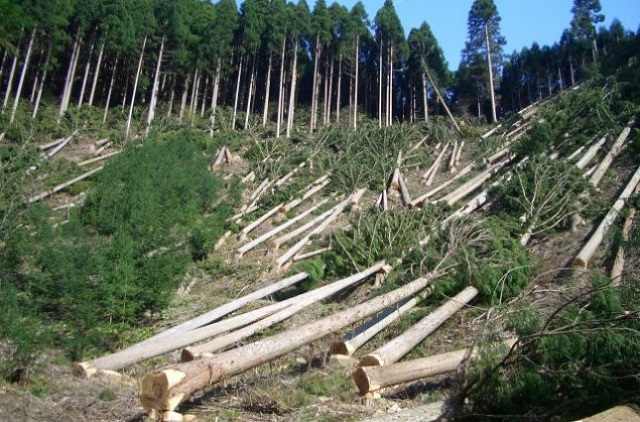 вирубка лісів