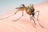 вчені проти комарів