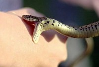 На Львівщині 30-річний чоловік потрапив до реанімації через укус змії