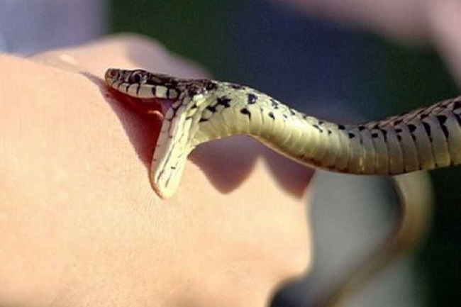 укус змії