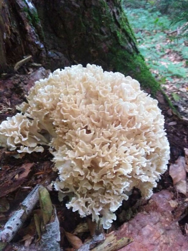 У Закарпатті знайшли незвичайний гриб