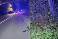 На Дрогобиччині затримали водія, який на смерть збив одну жінку та травмував іншу